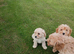 Lovely fluffy cavapoo pups £585