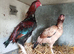 Pair of aseel game