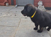 shepkita puppies ready now 2 girls left