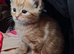3 Ginger Ninjas for loving homes