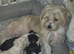 2 gorgeous pups left one boy one girl.