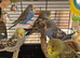 Beautiful baby budgies