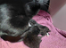 1 Female black kitten ready to leave next friday