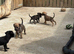 First cross beddy whippets