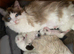 Ragdoll kittens available (2 boys)/TICA registered
