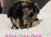 Beautiful F1B Cavapoo Puppies