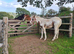 Beautiful Appaloosa Filly Foal