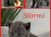 Gorgeous British Shorthair Kittens - BSH - GCCF
