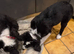 Boarder collie pups