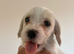 Puppies