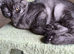 Beautiful British Shorthair Kittens - 5 Months Old £125 each