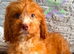 F1 apricot and fox red mini cockapoos 30 dna health tested clear