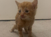 3 kittens for sale very fluffy, playful and cuddly one grey and white one ginger and one cream colour kitten
