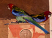 Rosella parrots 3 pairs