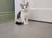 3 kittens