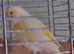 Canary female 2025