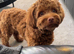 F1 red cockapoo