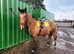 Irish draught x apploosa gelding