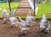 Group of Isabella Brahmas