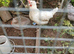 Leghorns for sale