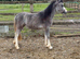 Shetland x welsh filly