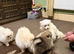 Amazing Pomeranian Girl