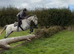 Lovely safe Grey gelding -thoroughbred