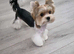 Mini biewer terrier puppy boy