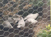 2026 white bobwhite quail