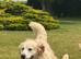 Purebred Golden Retriever Puppies - KC Registered