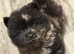 Last female Merle puppy ready to leave