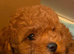 Asian poodle x cavapoo