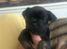 FRENCH BULLDOG CROSS
