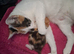 1 x female kitten beautiful colours