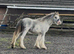 SD yearling colt