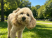 Monty toy poodle