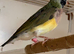 Female Gouildian finches available young young