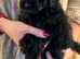 Stunning Labradoodles (Miniature) From Health tested parents