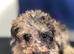 Miniature poodles 4 girls 1 boy
