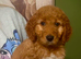 Australian Double Doodle - Boys and Girl