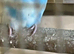 3 baby budgies available