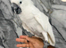 Friendly Super Tame Cuddly Umbrella Cockatoo Parrot,1