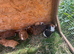 Baby guinea pigs