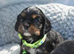 Health Tested- Cavalier King Charles Spaniel