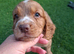 Cocker spaniel puppies