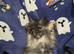 2 x Maine Coon Kittens ONLY FEMALES LEFT