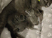 ABSOLUTELY BEAUTIFUL RUSSIAN BLUE KITTEN 8 WEEKS