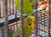 2 Beautiful male Budgies
