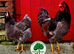 BLUE LACED WYANDOTTE HATCHING EGGS.