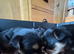 Pure Yorkshire terrier puppies